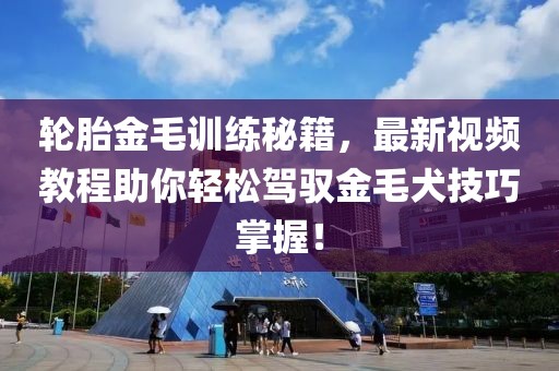 輪胎金毛訓(xùn)練秘籍，最新視頻教程助你輕松駕馭金毛犬技巧掌握！