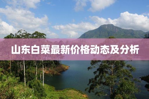 山東白菜最新價(jià)格動(dòng)態(tài)及分析