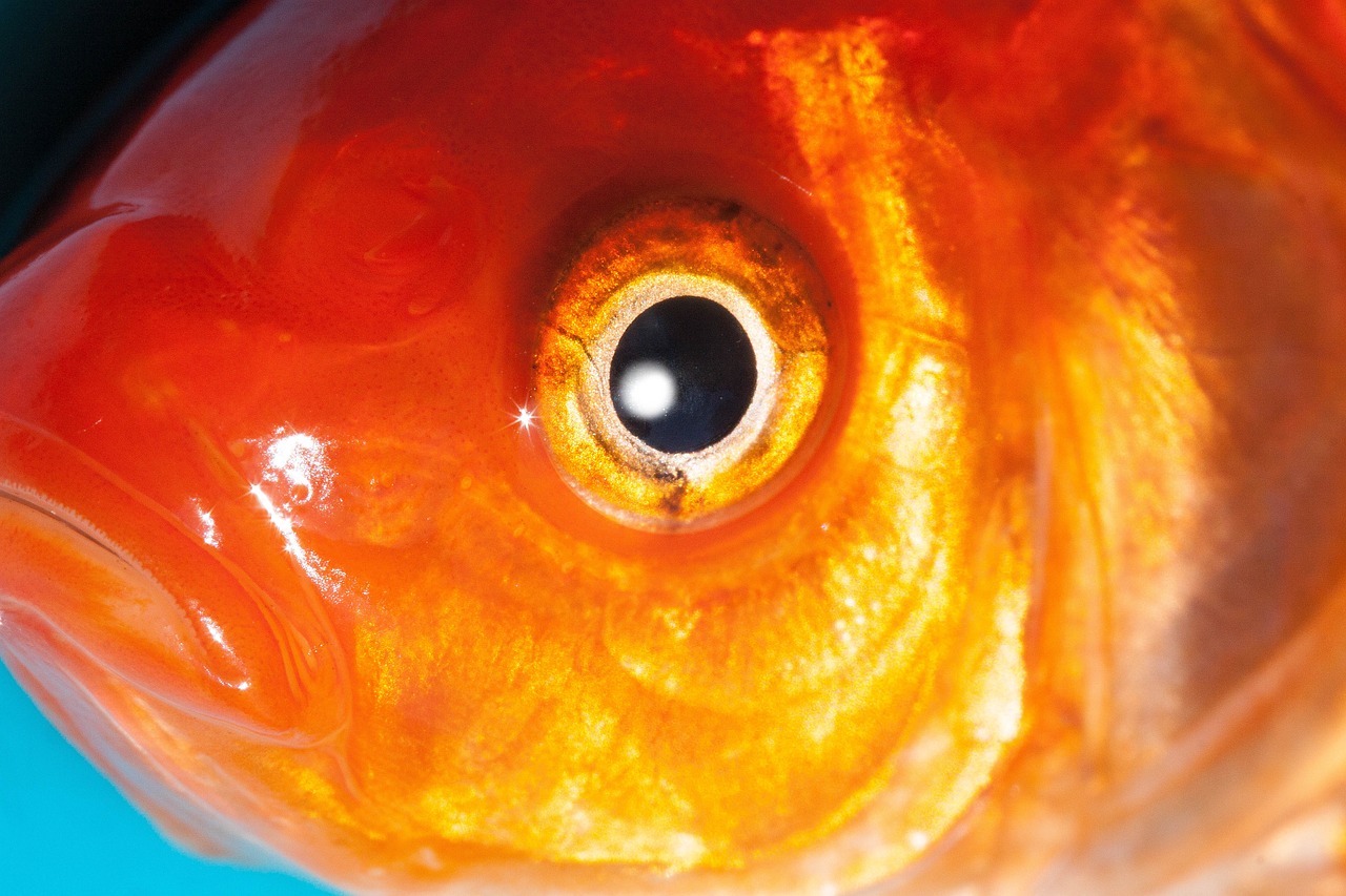 福州蘭壽金魚(yú)最新視頻探秘，美麗金魚(yú)世界的探尋之旅