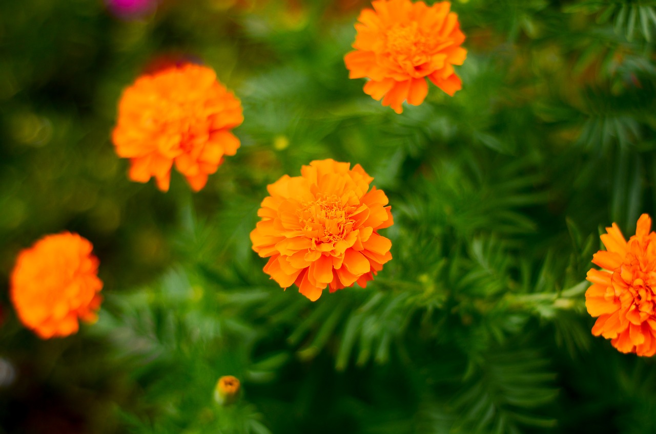 愛的綻放，最新完結(jié)婚后的故事